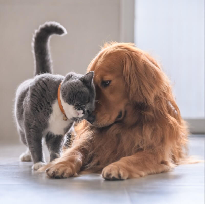 kedi-ve-kopekler-bir-arada-yasar-mi-1