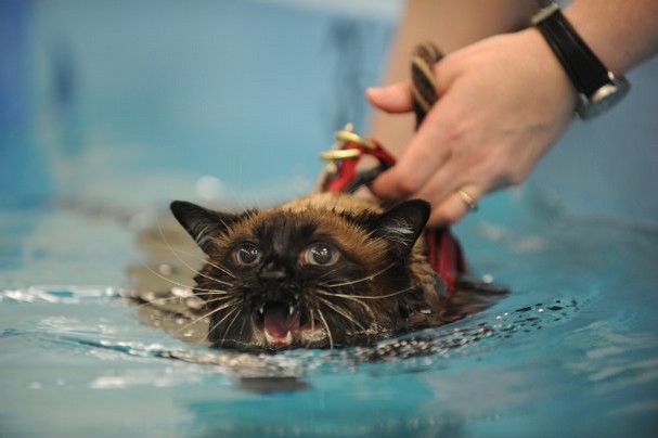 kedi-hidroterapi