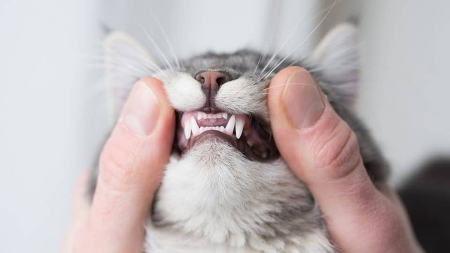 yavru-kedi-dis-cikarma